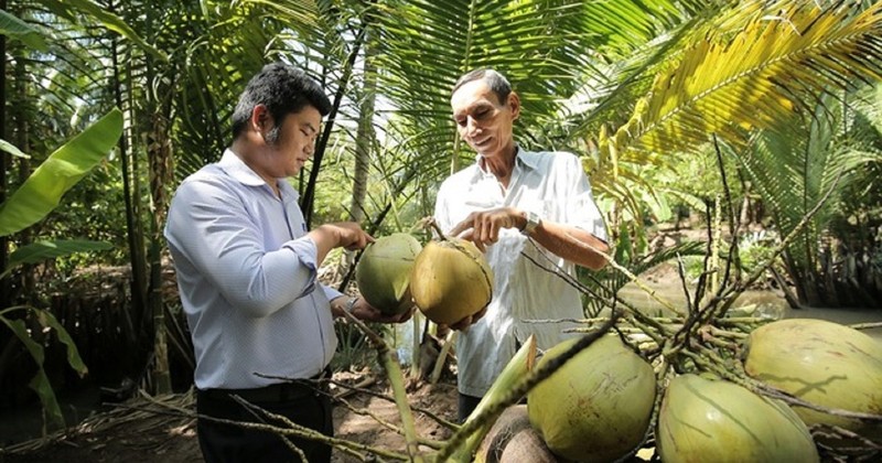 Domestic coconut price triples after US export news