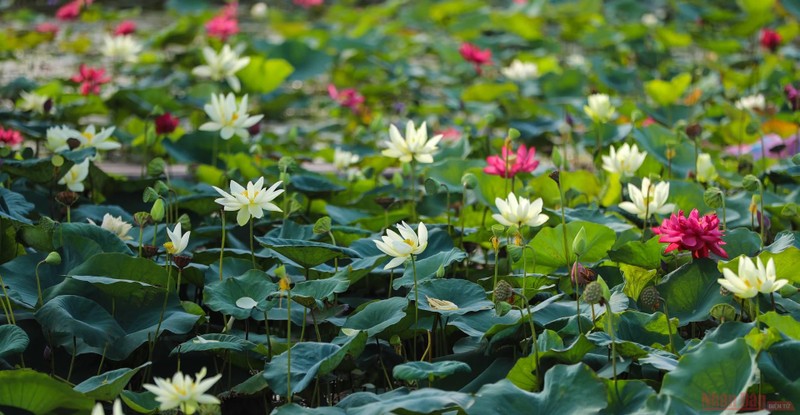 The centre is home to around 215 lotus species