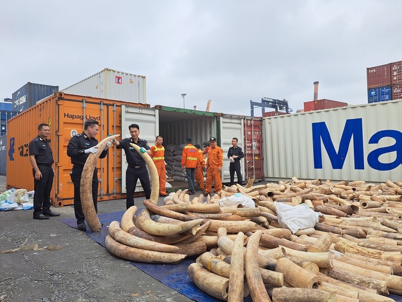 Seven tonnes of ivory smuggled from Angola were seized by customs authorities in the northern port city of Hai Phong in March 2023. (Photo: VNA)