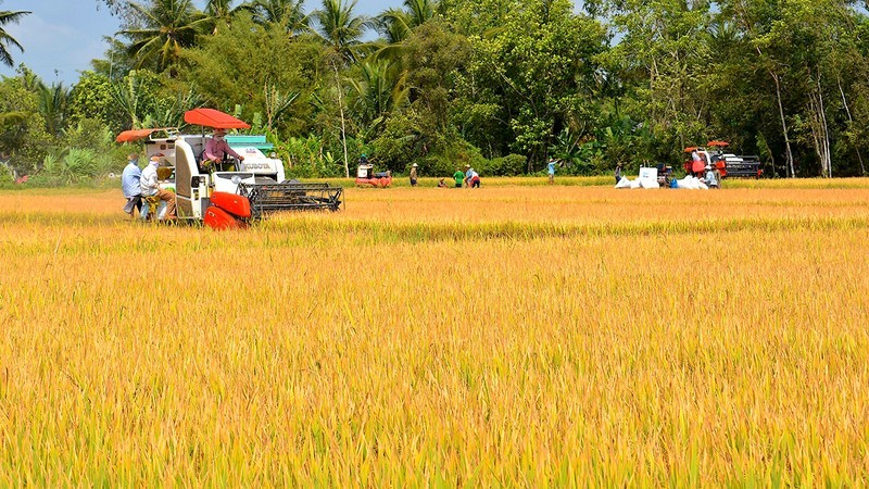 Harvesting rice in Khanh Binh Commune, Tran Van Thoi District, Ca Mau Province (Photo: Huu Tung)