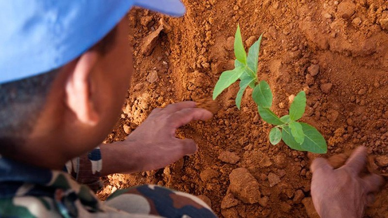 A Nepalese peacekeeper with the African Union-UN Hybrid Operation in Darfur (UNAMID) plants a tree outside UNAMID Headquarters in El Fasher, Sudan. (Photo: UN)