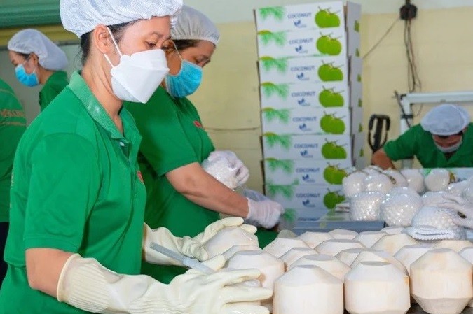 Workers process coconuts. (Photo: nongnghiep.vn)