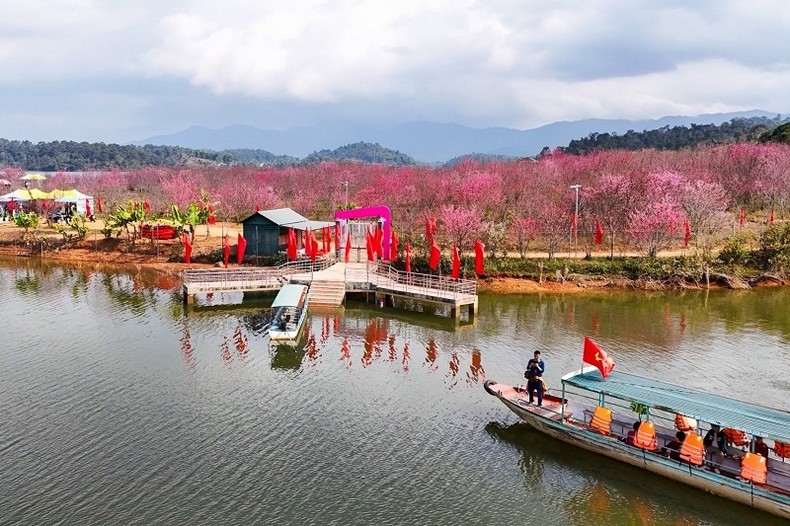 Cherry blossoms in full bloom at Pa Khoang flower island in Dien Bien