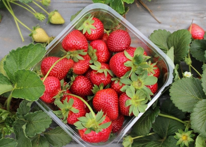 Da Lat strawberry recognised among top ten specialties of Vietnam