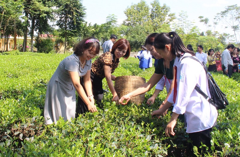 Tourists try harvesting tea in a tea farming area in Thai Nguyen Province (Photo: baothainguyen.vn)