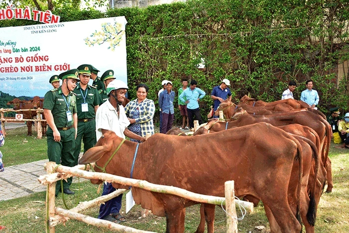 Breeding cows presented to disadvantaged people in border areas in Kien Giang Province (Photo: baocantho.com.vn)