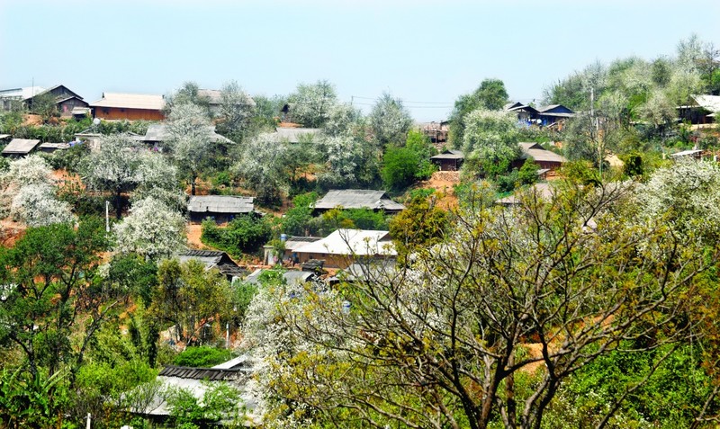 Ngoc Chien Commune is the largest Son Tra flower forest in the country. (Photo: VOV)