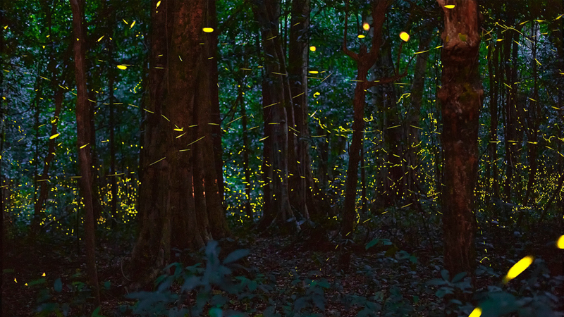 When joining the night tour at Cuc Phuong National Park, visitors will be immersed in the scene of millions of fireflies sparkling in the forest. (Photo: Cuc Phuong National Park)