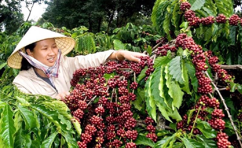 A farmer harvests coffee (Photo: VNA)