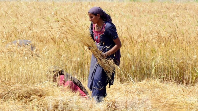 A farmer harvests wheat on the outskirts of southern Pakistan's Hyderabad on April 1, 2024. (Photo: Xinhua)