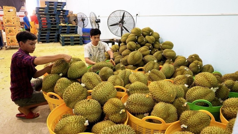 Vietnam exported approximately 500,000 tonnes of frozen durian, generating a turnover of 2.3 billion USD in 2023, with China accounting for a predominant 90% share. (Photo: VNA)