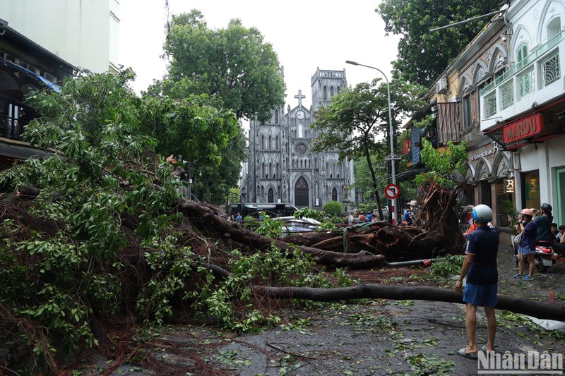 Fallen trees in Nha Tho Street, Hoan Kiem District, Hanoi (Photo: NDO)