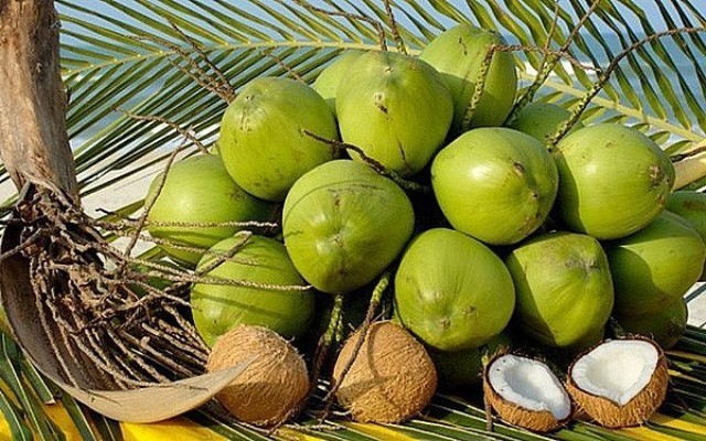 Vietnam's coconut exports to rise remarkably thanks to shipments to China (Photo: hiephoiduabentre.vn)