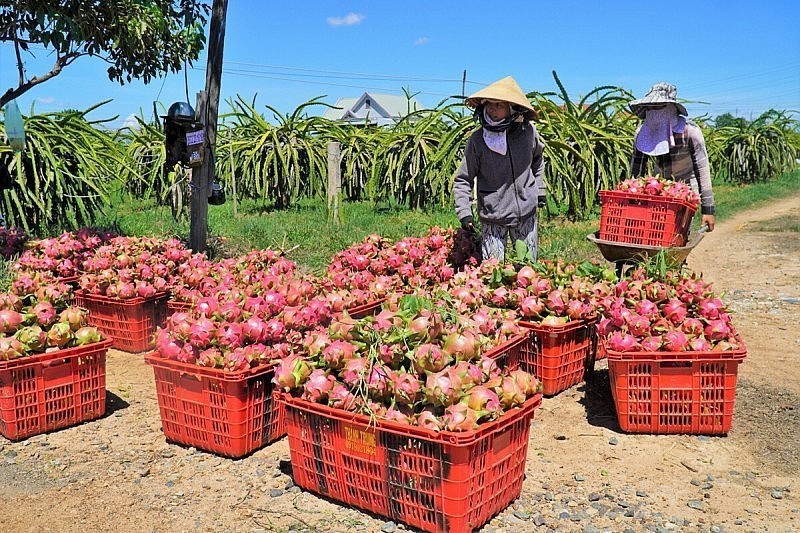 Dragon fruit is one of the items with large export turnover to China (Photo: VNA)