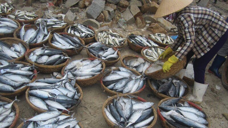 Fishermen in Ba Ria-Vung Tau Province classify tuna. (Photo: DOAN XA)