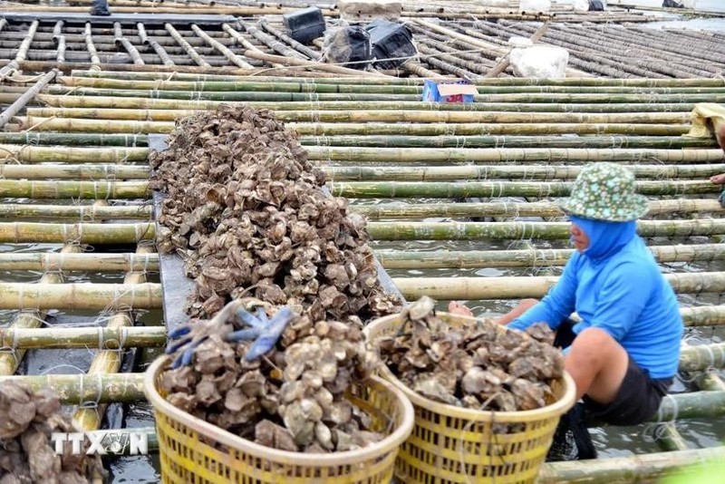 Local residents reinforce old rafts to continue aquaculture activities on the Chanh River in Quang Ninh province in the aftermath of Typhoon Yagi. (Photo: VNA)