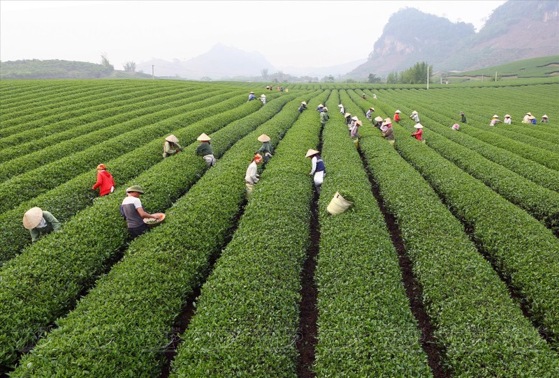 The tea hills in Moc Chau District, Son La Province, draw a considerable number of tourists who come to experience the scenic beauty. (Photo: Vietnam Pictorial)