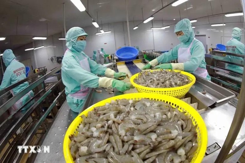 Processing shrimp for exports (Photo: VNA)