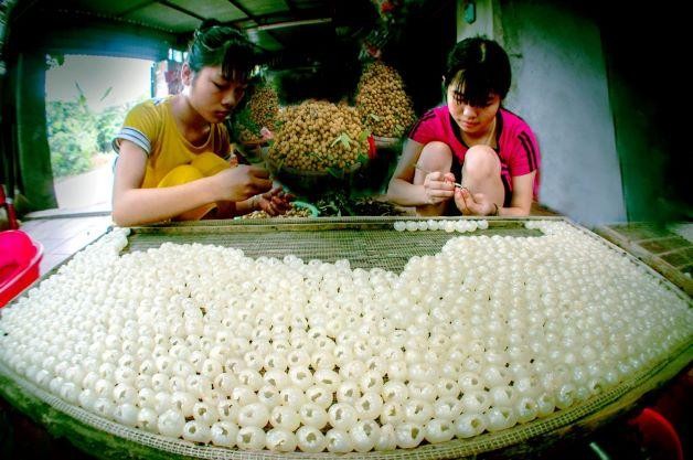 Dried longan flesh processing in Hung Yen city, Hung Yen province