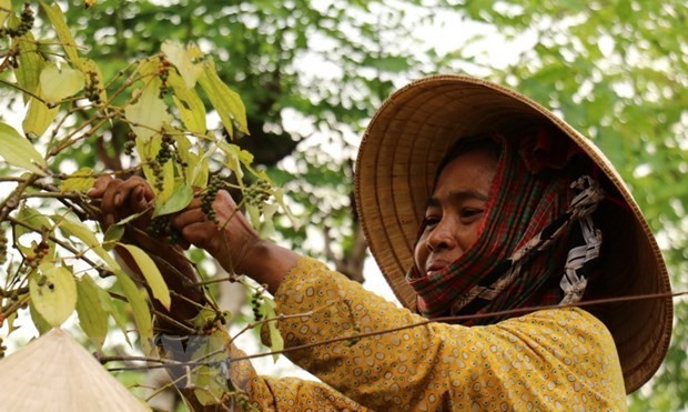 A farmer harvests peppercorns. (Photo: VNA)