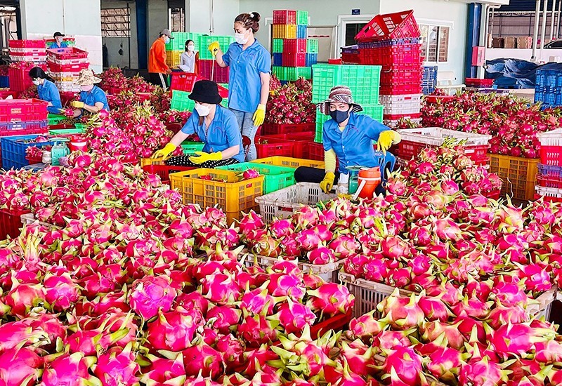 Preliminary processing of Binh Thuan dragon fruit for export (Photo: Kieu Hang)