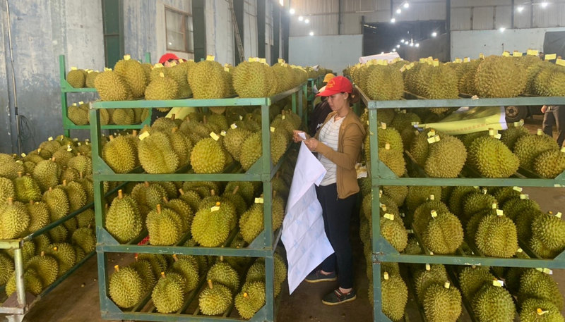 Vietnamese durian is popular with Chinese consumers.