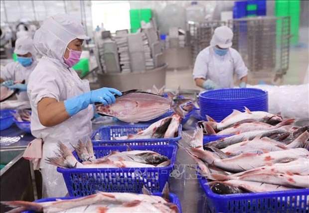 Processing Tra fish for export (Photo: VNA) 