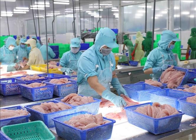 Tra fish processing at a factory of Sao Mai Group in An Giang Province (Photo: VNA)