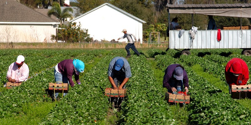 Canada's agricultural sector is facing the risk of labour shortage. (Photo: CROPTRACKER)