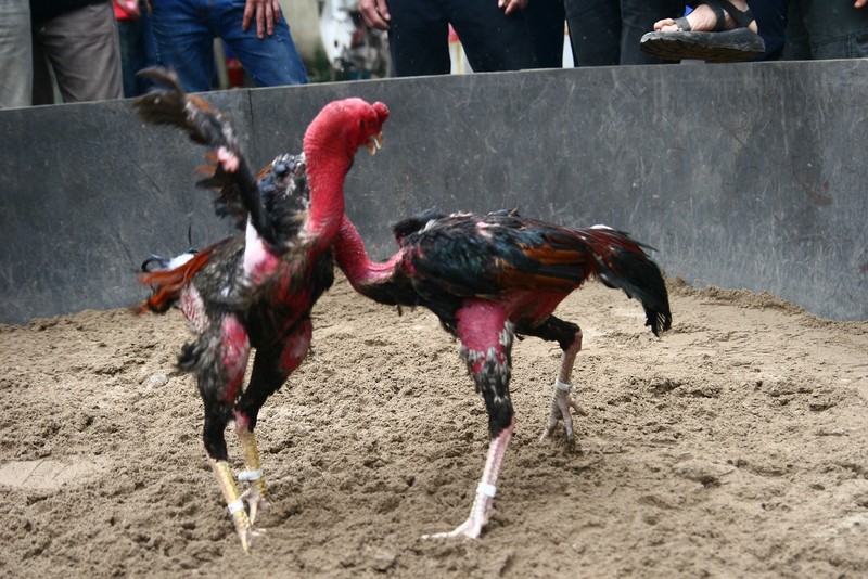 Cockfighting, a long-standing form of popular entertainment, is organised during traditional festivals throughout Vietnam.