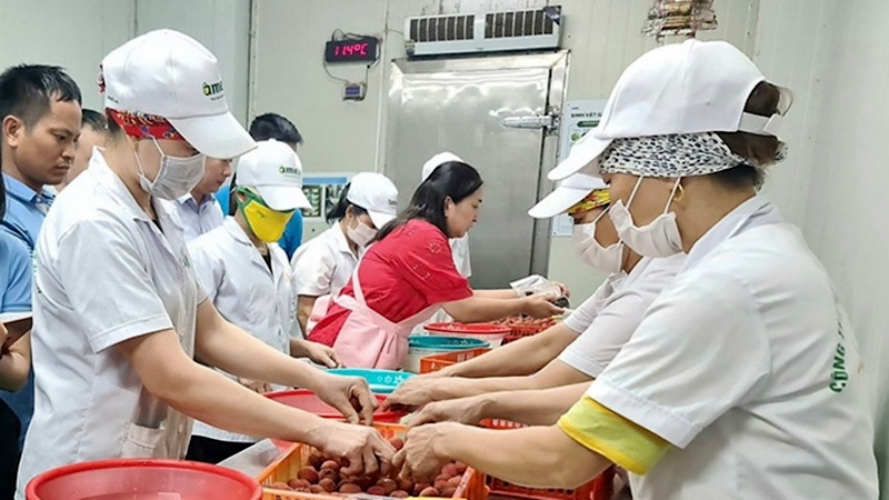 Workers implement the technique of fermentation and preservation of lychee at Ameii Vietnam JSC.