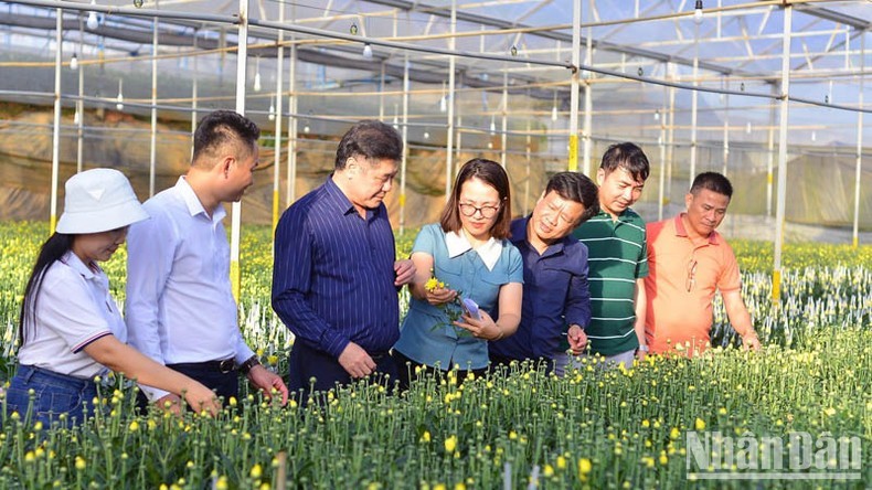 A delegation of the National Agricultural Extension Centre visits a high-tech flower production model in Da Lat City (Photo: NDO)