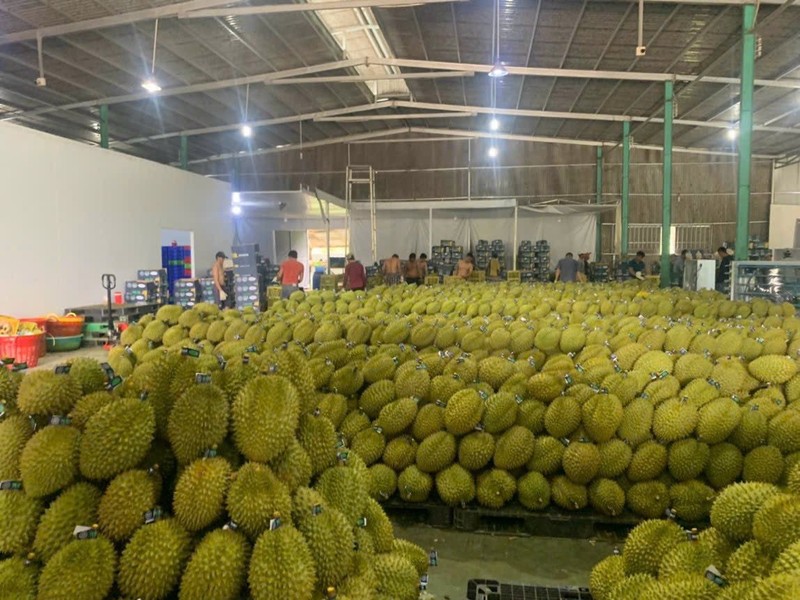 Durian posts the largest export turnover in the fruit and vegetable industry.