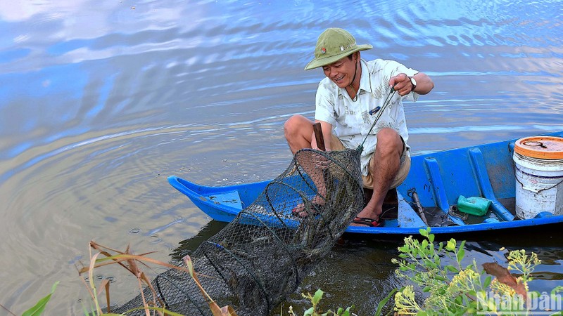 A farmer in Cai Nuoc District (Ca Mau Province) harvesting black tiger shrimp (Photo: NDO)