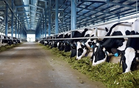 Vinamilk's first dairy farm in central Ha Tinh province’s Huong Son District with a scale of 3,000 cows. (Photo: nhandan.com.vn)