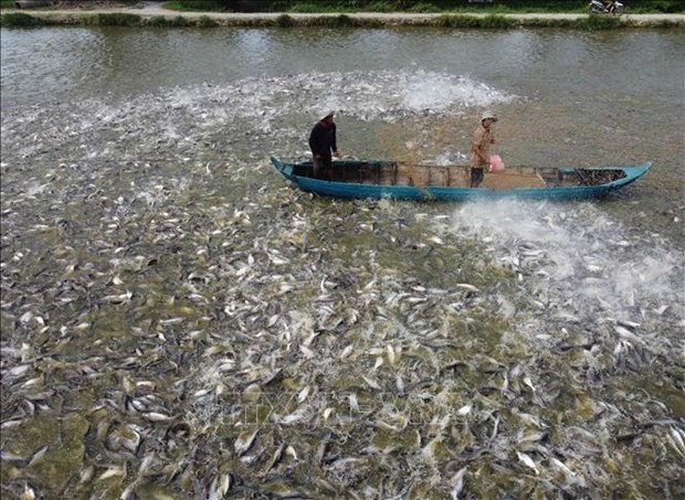 At a tra fish farm in An Giang (Photo: VNA)