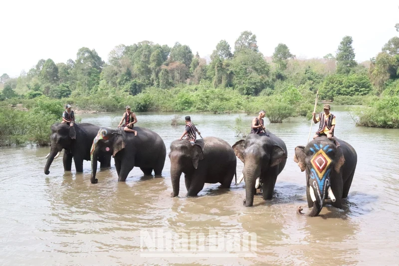 [In Pictures] Elephant-friendly tourism in Dak Lak