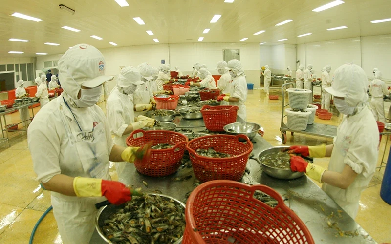 Seafood processing for export at Kien Cuong Seafood Processing Import-Export JSC, Kien Giang Province. (Photo TRAN TUAN)