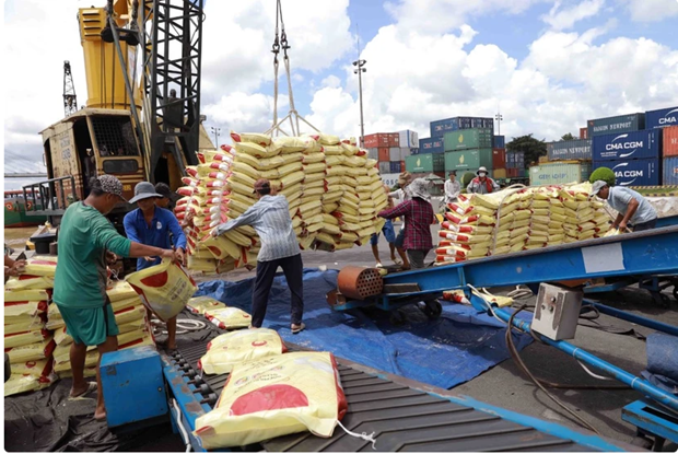 Vietnam's rice exports forecast to surpass 8 million tonnes this year. (Photo: VNA)