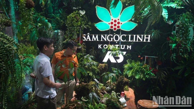 A space recreating the unique images of K5 Kon Tum Ngoc Linh ginseng forest is set up at the festival. (Photo: NDO)