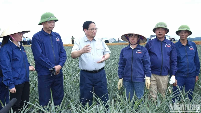 Prime Minister Pham Minh Chinh visits Doveco's Dong Giao pineapple farm in Ninh Binh (Photo: NDO)