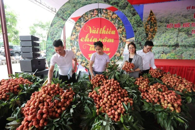 Early maturing lychee in Tan Yen District.