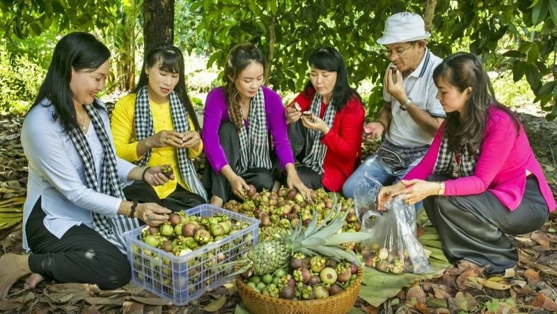 The fruit festival will showcase many specialty fruits. (Photo: TRAN TINH)