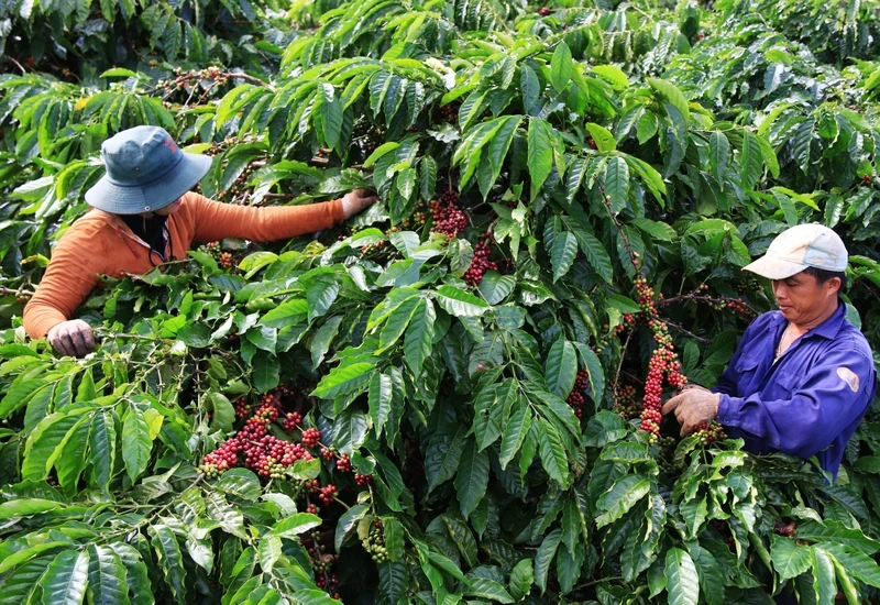 Coffee prices have continuously reached peaks, from 45,000 VND per kg in 2023 to nearly 140,000 VND per kg. (Illustrative image/Photo: HA ANH)