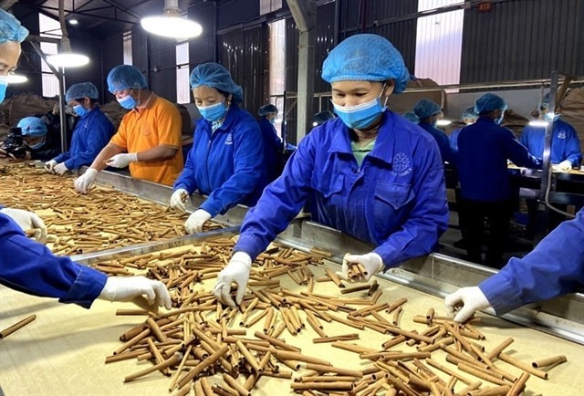 Processing cinnamon (Photo: VNA)