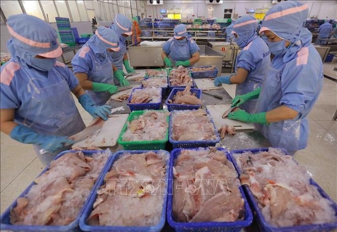 Processing Tra fish fillets for export at a factory of Cuu Long An Giang Import-Export JSC (Photo: VNA)