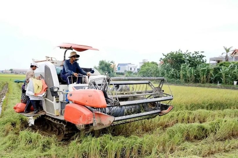 Harvesting 2023-2024 winter-spring rice crop in northern province of Thai Binh (Photo: VNA)