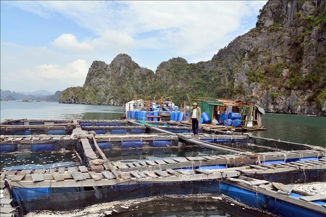 Fish cages of a resident in Cam Thuy ward of Cam Pha city, Quang Ninh province, are damaged by Typhoon Yagi. (Photo: VNA)