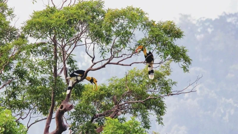 Cat Tien National Park is a prominent area that has been conducting biodiversity monitoring since the early 2000s. (Photo: Cat Tien National Park)