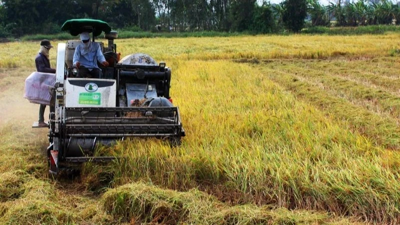 Summer-autumn rice harvest in Can Tho City. (Photo: THANH TAM)